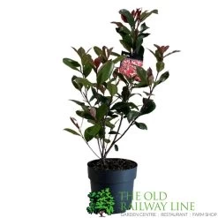 Photinia Fraseri 'Carré Rouge' 2Ltr Pot (NL) 7 Photinia Fraseri 'Carré Rouge' 2Ltr Pot (NL) -Gardenia Shop 0000000398517