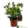 Skimmia Japonica 'Temptation' 2Ltr Pot (NL) -Gardenia Shop 0000000398528