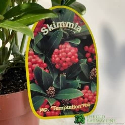 Skimmia Japonica 'Temptation' 2Ltr Pot (NL) 7 Skimmia Japonica 'Temptation' 2Ltr Pot (NL) -Gardenia Shop 0000000398528 2