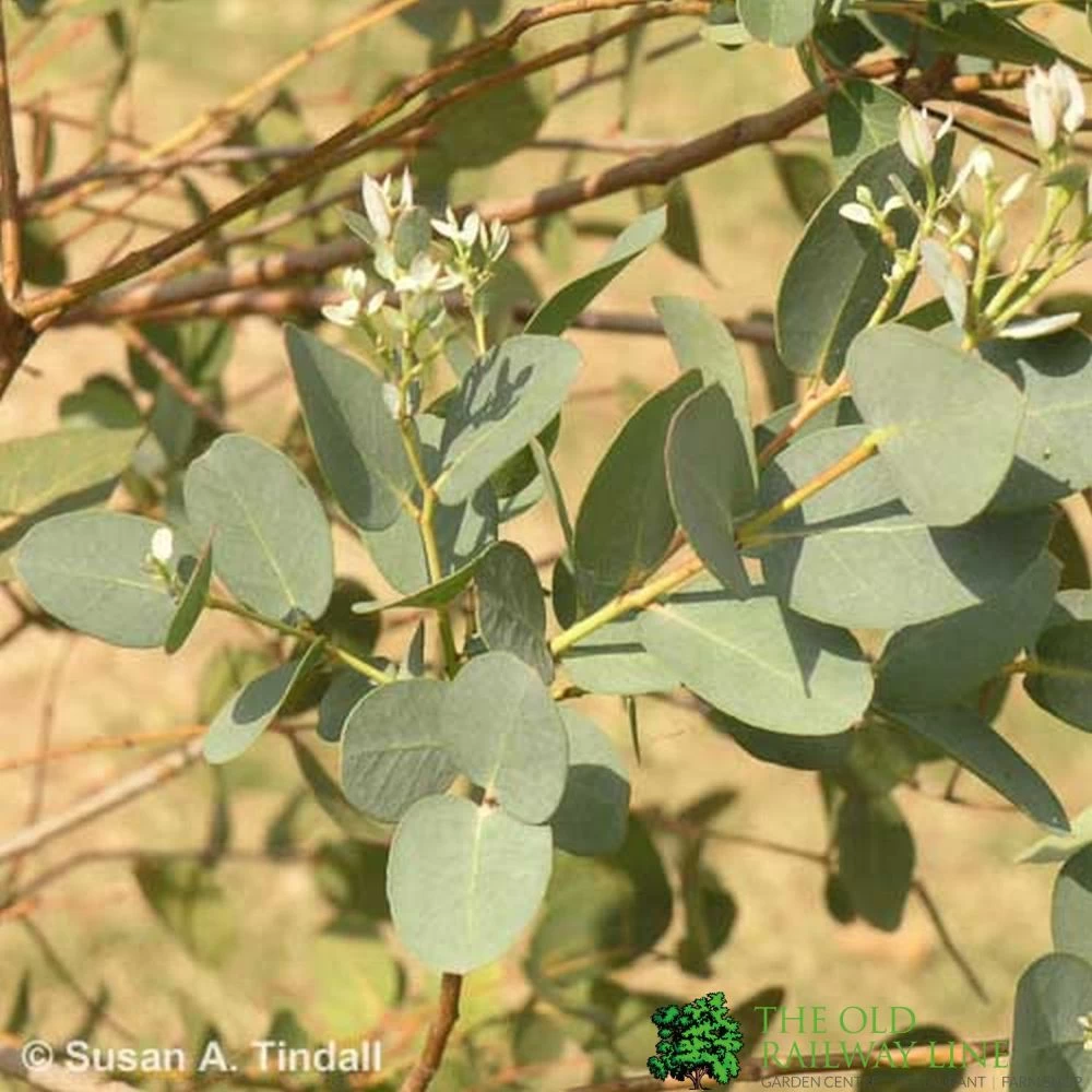 Eucalyptus 'Gunnii' 1.25m Tall (NL) 3 Eucalyptus 'Gunnii' 1.25m Tall (NL)