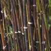 Fargesia Nitida 'Black Pearl' Bamboo 7.5Ltr Pot -Gardenia Shop 0000000415237 c0054745 b8d7 4e34 9b62 e2b510df509a