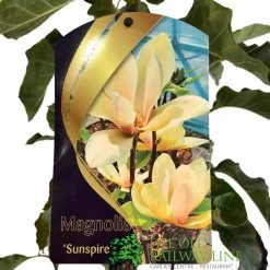 Magnolia 'Sunspire' 10Ltr Pot (NL) 5 Magnolia 'Sunspire' 10Ltr Pot (NL) -Gardenia Shop 0000000435158 2