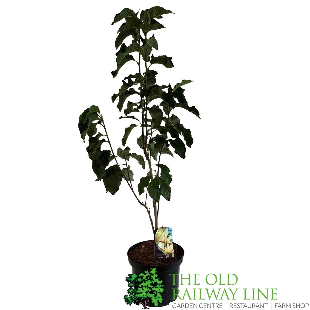 Magnolia 'Sunspire' 10Ltr Pot (NL) 3 Magnolia 'Sunspire' 10Ltr Pot (NL)