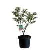 Euonymus Alatus 'Compactus' Plant 4Ltr Pot (NL) -Gardenia Shop 00000275
