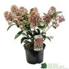 Skimmia Japonica 'Rubella' 3Ltr Pot (NL) 1 Skimmia Japonica 'Rubella' 3Ltr Pot (NL) -Gardenia Shop 00000286