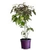 Callicarpa Bodinieri Var. Giraldii 'Profusion' Beauty Berry 50cm Tall(NL) -Gardenia Shop 00000621