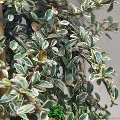 Cotoneaster 'Juliette' 80cm Tall (NL) -Gardenia Shop 00000625 3