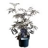 Sambucus Nigra 'Black Lace' Plant 3 Ltr Pot -Gardenia Shop 00000629 8b8a232f 6c5b 4895 a1af 2c59937f44cf