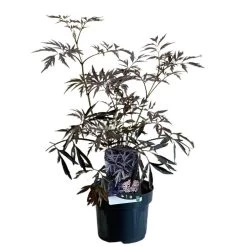 Sambucus Nigra 'Black Lace' Plant 3 Ltr Pot