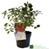 Cornus 'Midwinter Fire' Plant 3Ltr Pot (NL) -Gardenia Shop 00001162