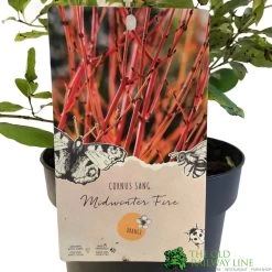 Cornus 'Midwinter Fire' Plant 3Ltr Pot (NL) -Gardenia Shop 00001162 2