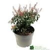 Pieris 'Bonfire' Plant 2Ltr Pot -Gardenia Shop 00001641