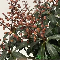 Pieris 'Bonfire' Plant 2Ltr Pot -Gardenia Shop 00001641 2