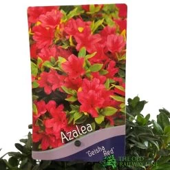 Azalea 'Geisha Red' Plant 3Ltr Pot (NL) -Gardenia Shop 00001652 2