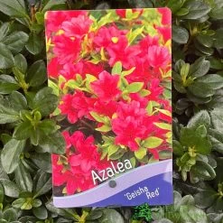 Azalea 'Geisha Red' Plant 3Ltr Pot (NL)