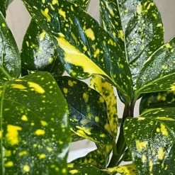 Aucuba Japonica 'Golden King' 2Ltr Pot (NL) -Gardenia Shop 00002104 3