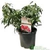 Pieris 'Forest Flame' 2Ltr Pot (NL) 2 Pieris 'Forest Flame' 2Ltr Pot (NL) -Gardenia Shop 00002656