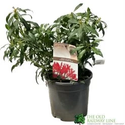 Pieris 'Forest Flame' 2Ltr Pot (NL)