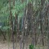 Phyllostachys 'Nigra' Bamboo 2m Tall (NL) -Gardenia Shop 00002659 3f58289f 6442 4c17 9d56 e1c1c39f4c38
