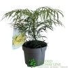 Mahonia 'Soft Caress' 3Ltr Pot (NL) -Gardenia Shop 00003291