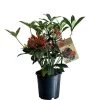 Skimmia Japonica 'Pabella' 1.5Ltr (NL) 1 Skimmia Japonica 'Pabella' 1.5Ltr (NL) -Gardenia Shop 00003295