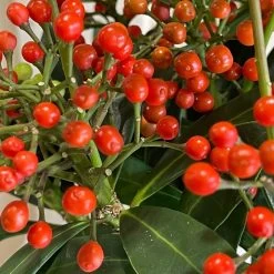 Skimmia Japonica 'Pabella' 1.5Ltr (NL) 5 Skimmia Japonica 'Pabella' 1.5Ltr (NL) -Gardenia Shop 00003295 3 d383db05 9d89 41a3 9eae 8511a1953761