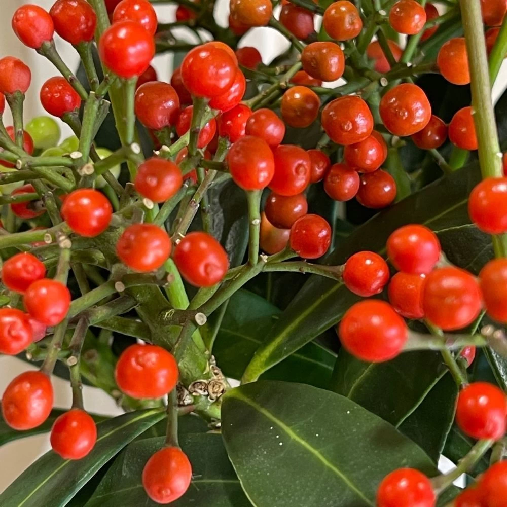 Skimmia Japonica 'Pabella' 1.5Ltr (NL) 4 Skimmia Japonica 'Pabella' 1.5Ltr (NL) - Image 2