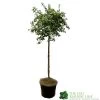 Ceanothus Thyrsiflorus 'Repens' Tall Standard 60cm (NL) -Gardenia Shop 00003745 1f3fa296 28a4 45cf a8b3 8fcfd89ef6c8