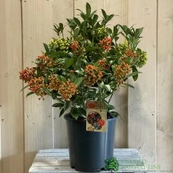 Skimmia Japonica 'Pabella' 4Ltr Pot (NL) -Gardenia Shop 00004158 2
