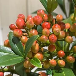 Skimmia Japonica 'Pabella' 4Ltr Pot (NL) -Gardenia Shop 00004158 3