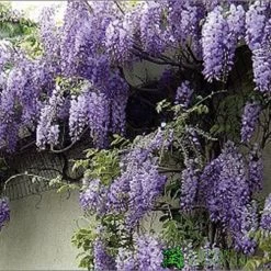 Wisteria Sinensis 'Prolific' Climber 7.5 Ltr Pot (NL)
