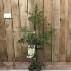 Cryptomeria 'Barabits Gold' Conifer5Ltr Pot (NL) 2 Cryptomeria 'Barabits Gold' Conifer5Ltr Pot (NL) -Gardenia Shop 00005465