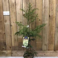 Cryptomeria 'Barabits Gold' Conifer5Ltr Pot (NL)