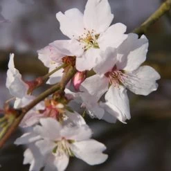 Prunus ‘Autumnalis Rosea' Cherry Blossom 120cm Tall (NL)