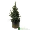Picea 'Sanders Blue' Spruce Plant 3Ltr Pot (NL) 1 Picea 'Sanders Blue' Spruce Plant 3Ltr Pot (NL) -Gardenia Shop 2000000675510 d1a785f9 e367 456d 83ae 983b2dd00a8b
