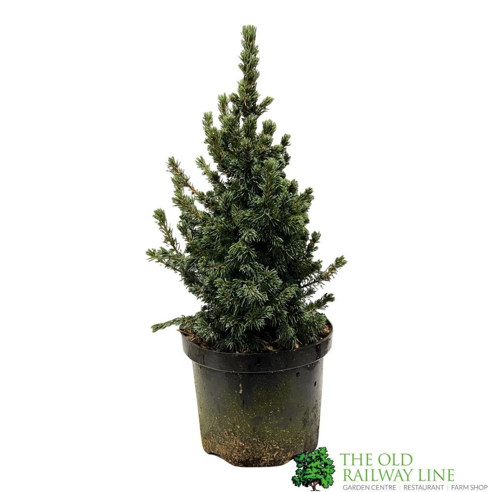 Picea 'Sanders Blue' Spruce Plant 3Ltr Pot (NL) 3 Picea 'Sanders Blue' Spruce Plant 3Ltr Pot (NL)