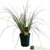Cortaderia 'Pumila' 5Ltr Pot (NL) -Gardenia Shop 30001104