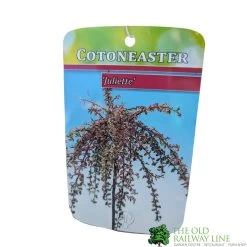 Cotoneaster 'Juliette' 80cm Tall (NL) -Gardenia Shop 30001111 1