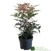 Nandina Domestica 'Obsessed' 2Ltr Pot (NL) 2 Nandina Domestica 'Obsessed' 2Ltr Pot (NL) -Gardenia Shop 30002508