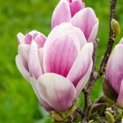 Magnolia 'Satisfaction' Tree 60cm Tall (NL) -Gardenia Shop 30136615 2 1