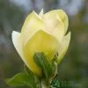 Magnolia 'Sunsation' Tree 50cm Tall (NL) 1 Magnolia 'Sunsation' Tree 50cm Tall (NL) -Gardenia Shop 30136620