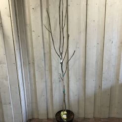 Magnolia 'Sunsation' Tree 50cm Tall (NL) -Gardenia Shop 30136620 2