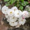 David Austin 'Adelaide D'Orleans' White English Rambling Rose
