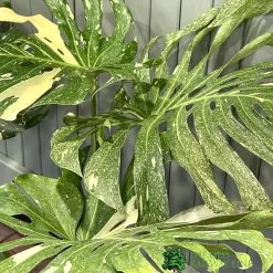 Monstera 'Thai Constellation' Large Variegated Thai Monstera 1m Tall -Gardenia Shop 30189449 3