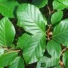 Common Beech Tree Fagus Sylvatica 15Ltr Pot -Gardenia Shop 30190399