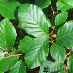 Common Beech Tree Fagus Sylvatica 15Ltr Pot