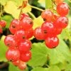 Redcurrant 'Jonkheer Van Tet' Fan Trellis 4Ltr Pot -Gardenia Shop 30196471
