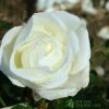 Whartons 'Silver Anniversary' Hybrid Tea White Rose Plant 3Ltr Pot -Gardenia Shop 5011622202081