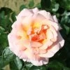 Peach Climbing Rose 'Compassion' 4Ltr Pot -Gardenia Shop 5011622202234