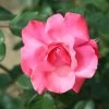Whartons 'Galway Bay' Pink Climbing Rose 4Ltr Pot -Gardenia Shop 5011622202319